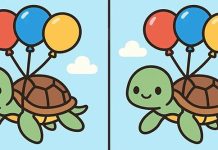 بازی فکری : 3 تفاوت تصویر آقای لاک پشت کجاست؟