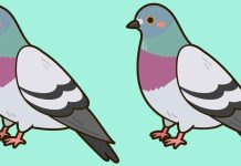 بازی فکری : 3 تفاوت تصویر آقای کبوتر کجاست؟