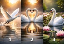 روانشناسی شخصیت : یک قو انتخاب کنید