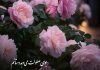 متن احساسی در مورد گل محمدی